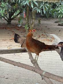 Anak Ayam Kuang