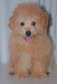 i46 Kawai Poodle Puppy