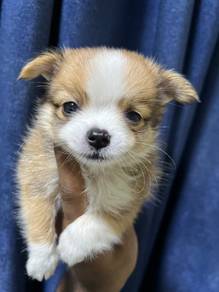 Chihuahua 