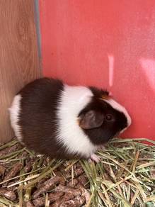 Guinea Pig for Sale