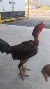Ayam Pama iq 