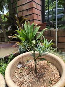 anak pokok podocarpus