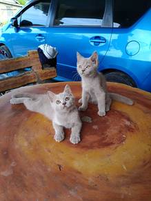 BSH for Rehome