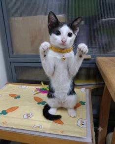 Cute Dolly Adoption Ipoh