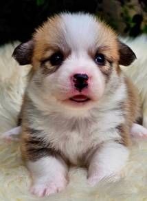 CORGI PUPPIES C116 Available Male & Female