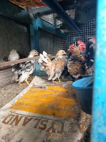 ayam serama dewasa 
