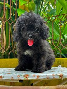 Poodle