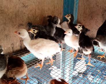 Ayam mutiara puteh