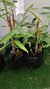 Benih buluh lemang