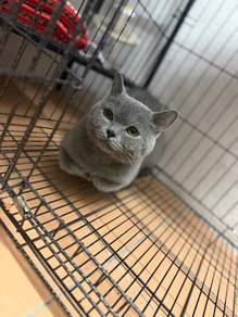 bsh male