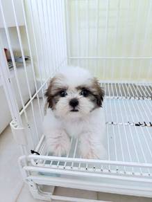 Shih Tzu