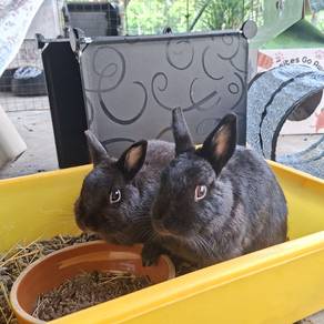 Rehome rabbit arnab