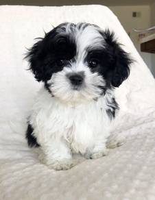 Cuddlesome Shih Tzu / Shihpoo / Cute / Tricolor /