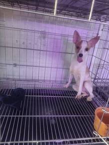 miniature pinscher 