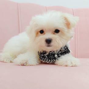 Maltese