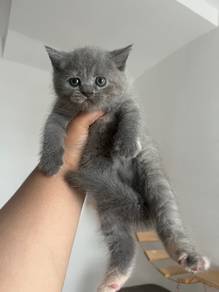 Munchkin Stardard
