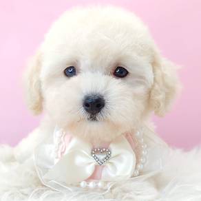 Poodle
