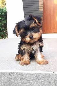 Male and Female Yorkie puppies with MKA .