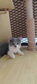 kitten untuk direhome