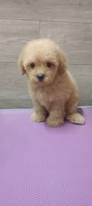 Poodle