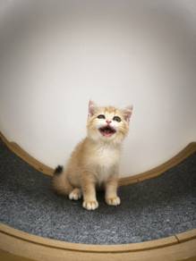 Purebred BSH Golden Kitten Female