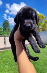 Black Labrador Male