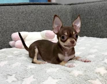 3CHIHUAHUA PUPPIES CH262🌷 Head Apple Female