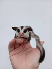 Sugar Glider White Face Baby