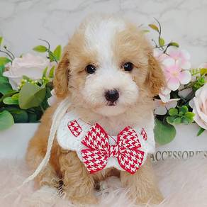 Maltipoo