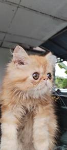 kucing baka flatface 