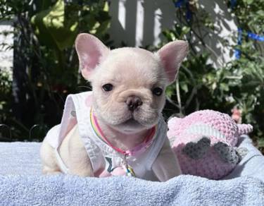 FRENCH BULLDOG PUPPIES 🌻S231 Boy