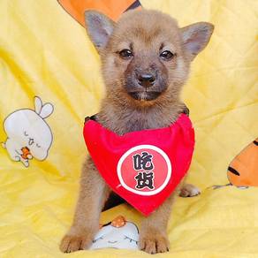 Shiba