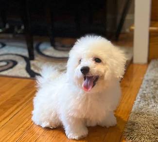 G7979 Heart-melting Bichon cute white fluffy curly