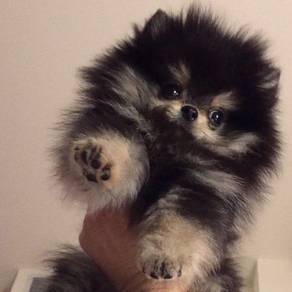 K4560 Fuzzy Pomeranian Fluffy Puppy with Fox Face