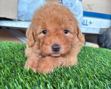Toy poodle 