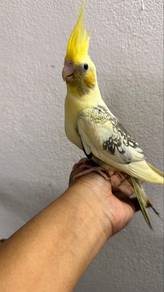 Burung cockatiel Jinak