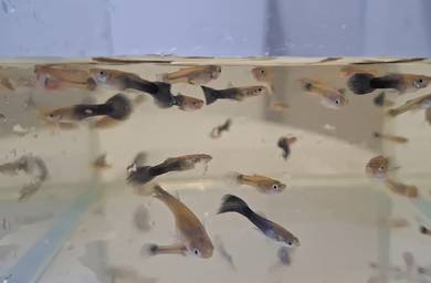 Black Tuxedo / Half Black Guppy- 1 Male + 2 Female
