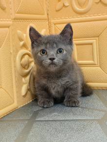 british shorthair female