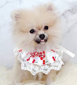 Pomeranian