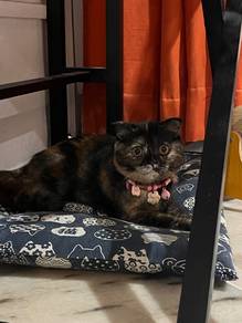 Scottish Fold