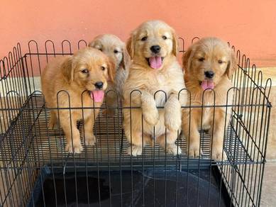 Golden retriever AAA size 