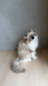 cat for sale ragdoll