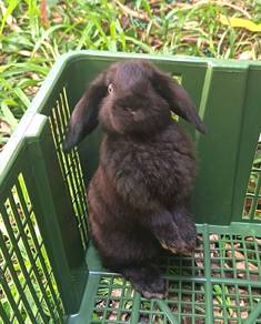 Rabbit Holland Lop Pure breed 