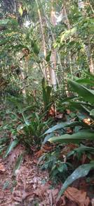 Agricultural Land in Batu Kurau, PRK