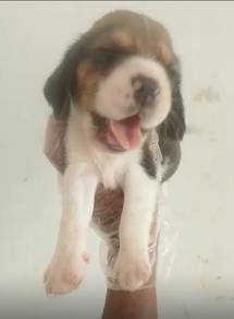 Beagle