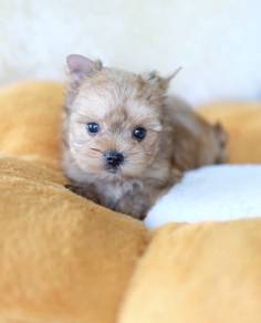 YORKSHIRE TERRIER PUPIES Y50🌻 Female T-Cup size
