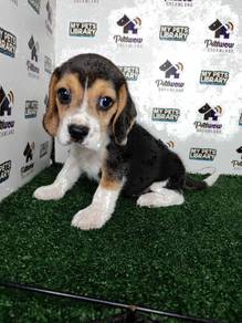 Beagle tri color male and female pup