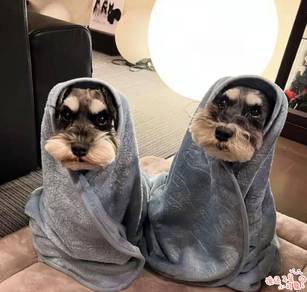 Schnauzer