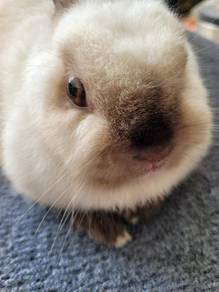 Nd Netherland rabbit