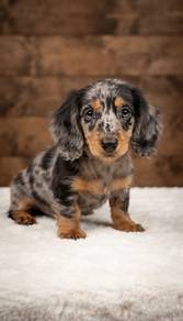 Miniature Dachshund High Quality Long coat Merle